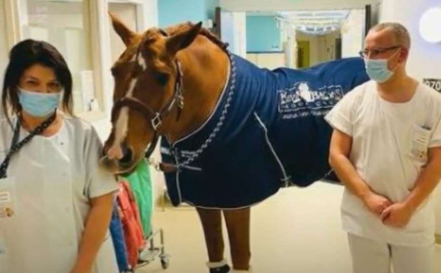 Dirljivo: Konj na neobičan način pomaže ljudima koji su u bolovima i koji umiru
